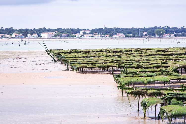 huitres Geay producteurs éleveurs huîtres Marennes Oléron depuis 1874