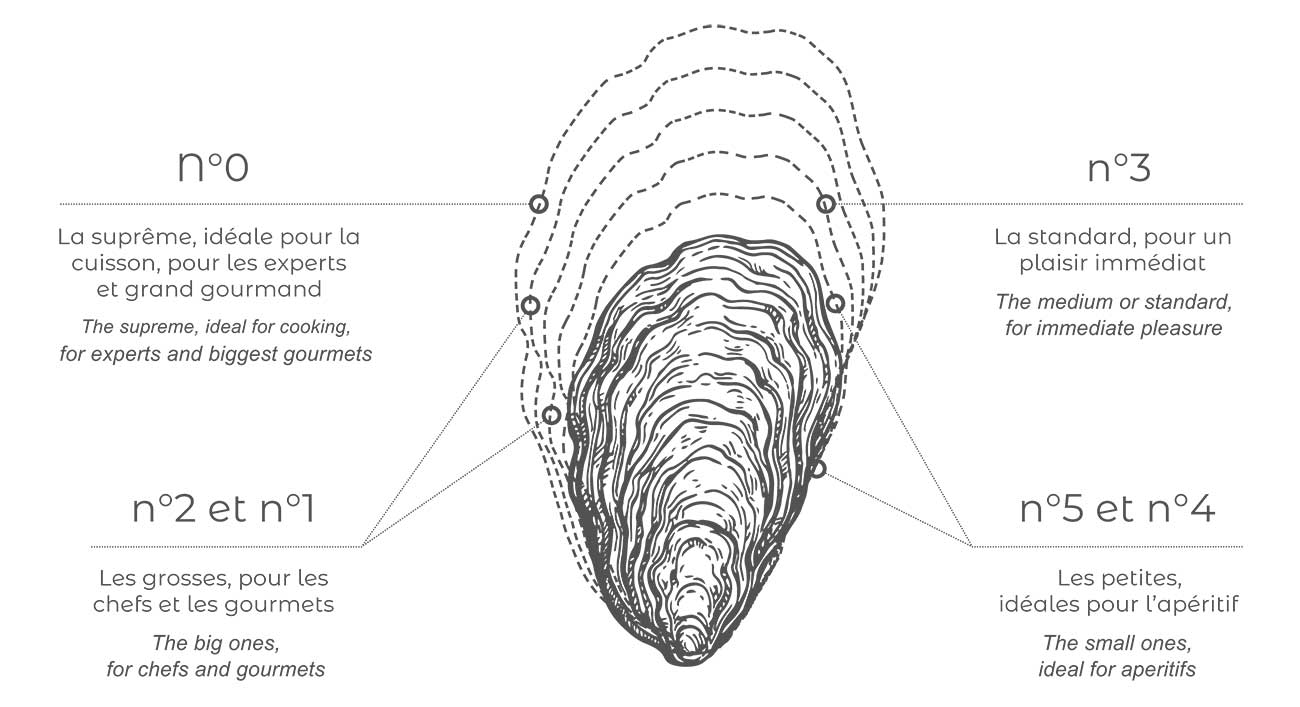 tailles des huîtres Geay Marennes Oléron